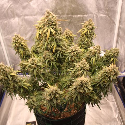 Mimosa Cake 🍰 4 - #1 - 42 Fast Buds growlog timeline photo