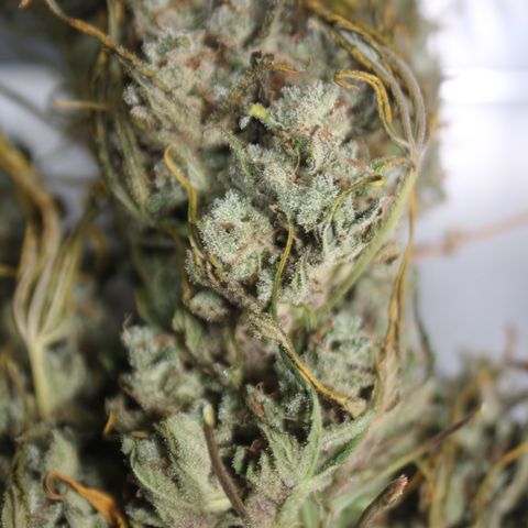 Mimosa Cake 🍰 4 - #1 - 42 Fast Buds growlog timeline photo