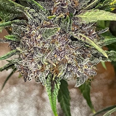 Purple Punch 🥊 1 - #1 - 42 Fast Buds growlog timeline photo
