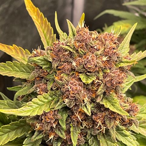 Purple Punch 🥊 2 - #1 - 42 Fast Buds growlog timeline photo