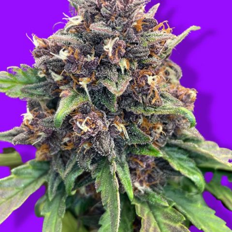 Purple Punch 🥊 2 - #1 - 42 Fast Buds growlog timeline photo