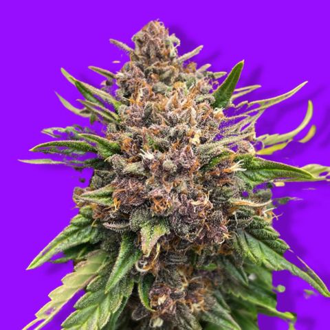 Purple Punch 🥊 2 - #1 - 42 Fast Buds growlog timeline photo