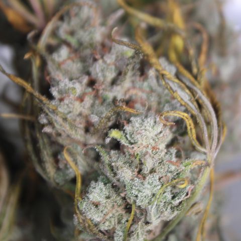 Mimosa Cake 🍰 4 - #1 - 42 Fast Buds growlog timeline photo