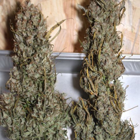 Mimosa Cake 🍰 4 - #1 - 42 Fast Buds growlog timeline photo
