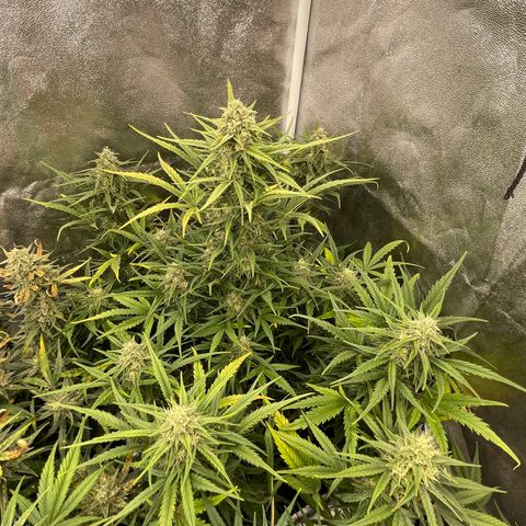 Mimosa Cake 🍰 4 - #1 - 42 Fast Buds growlog timeline photo