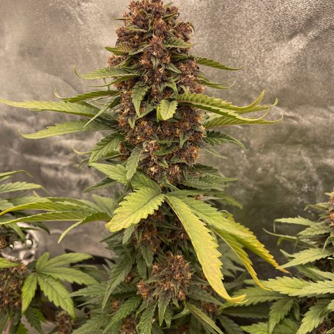 Purple Punch 🥊 2 - #1 - 42 Fast Buds growlog timeline photo