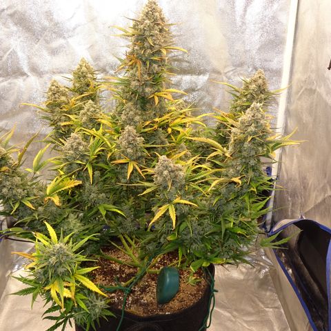 Mimosa Cake 🍰 3 - #1 - 42 Fast Buds growlog timeline photo