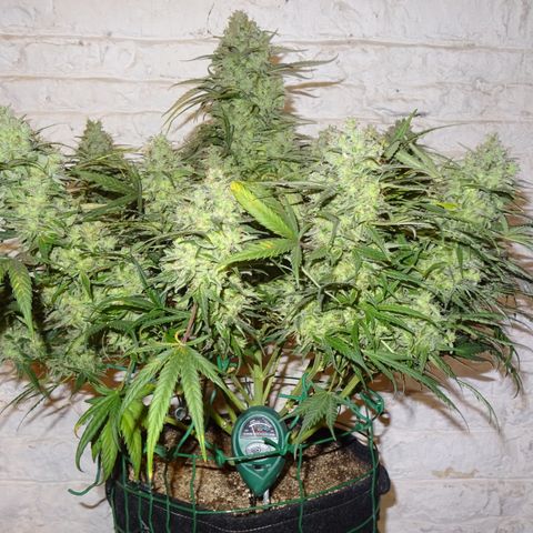 Mimosa Cake 🍰 4 - #1 - 42 Fast Buds growlog timeline photo