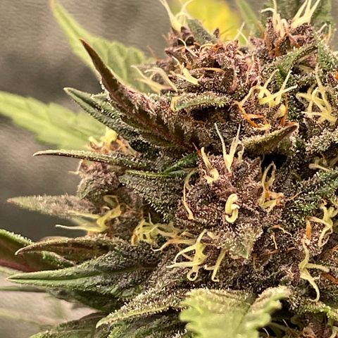 Purple Punch 🥊 3 - #1 - 42 Fast Buds growlog timeline photo