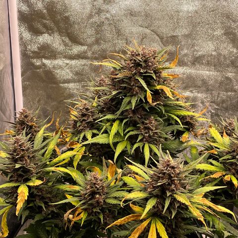 Purple Punch 🥊 3 - #1 - 42 Fast Buds growlog timeline photo