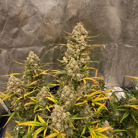 Mimosa Cake 🍰 3 - #1 - 42 Fast Buds growlog timeline photo