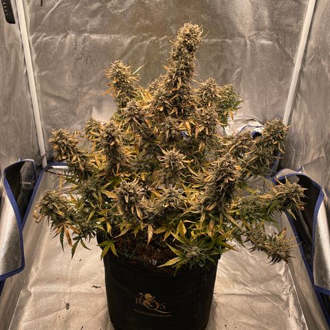 Mimosa Cake 🍰 2 - #1 - 42 Fast Buds growlog timeline photo