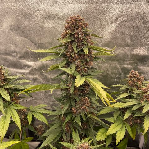 Purple Punch 🥊 2 - #1 - 42 Fast Buds growlog timeline photo