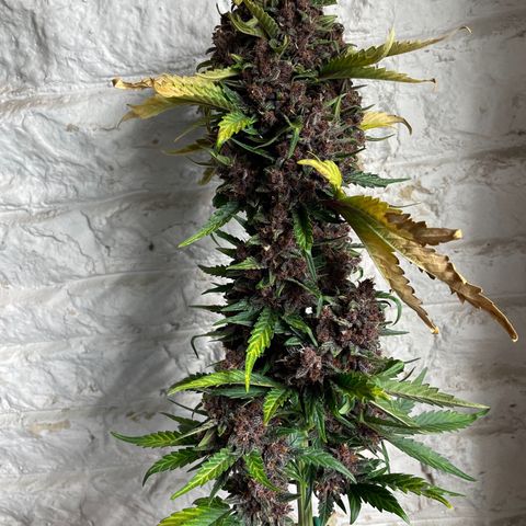 Purple Punch 🥊 2 - #1 - 42 Fast Buds growlog timeline photo