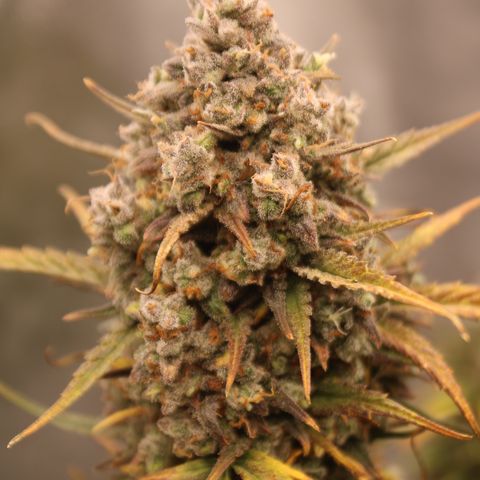 Purple Punch 🥊 2 - #1 - 42 Fast Buds growlog timeline photo