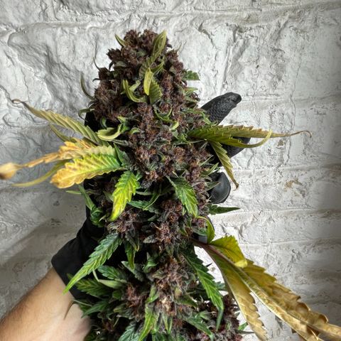 Purple Punch 🥊 2 - #1 - 42 Fast Buds growlog timeline photo