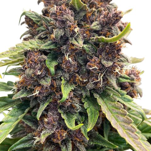 Purple Punch 🥊 2 - #1 - 42 Fast Buds growlog timeline photo