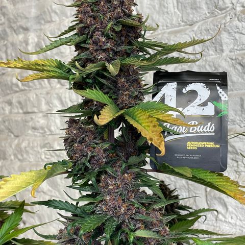 Purple Punch 🥊 2 - #1 - 42 Fast Buds growlog timeline photo