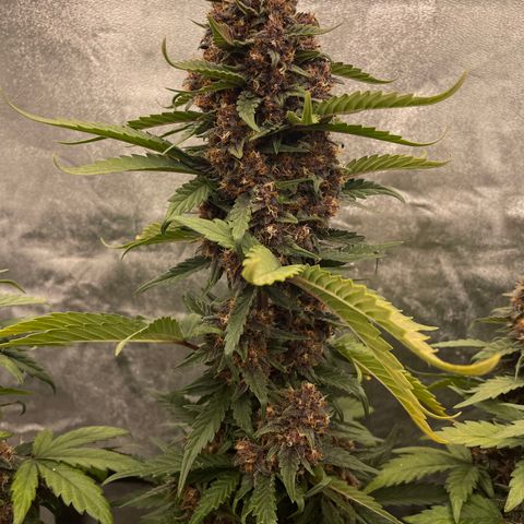 Purple Punch 🥊 2 - #1 - 42 Fast Buds growlog timeline photo