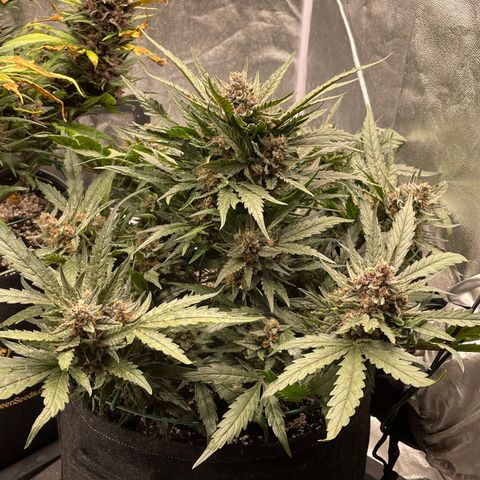 Purple Punch 🥊 3 - #1 - 42 Fast Buds growlog timeline photo