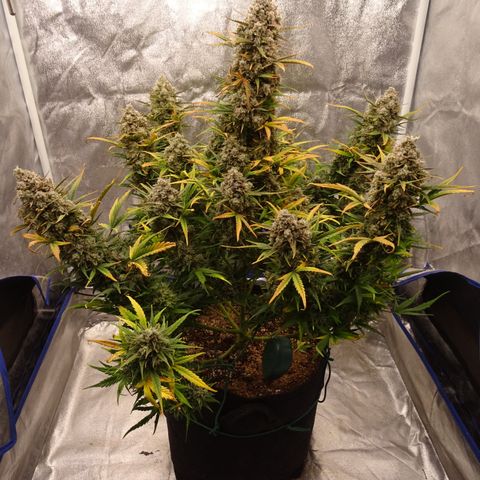 Mimosa Cake 🍰 3 - #1 - 42 Fast Buds growlog timeline photo