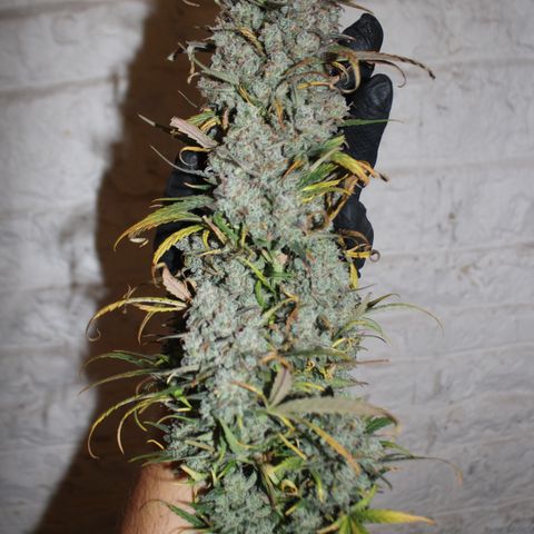Mimosa Cake 🍰 3 - #1 - 42 Fast Buds growlog timeline photo