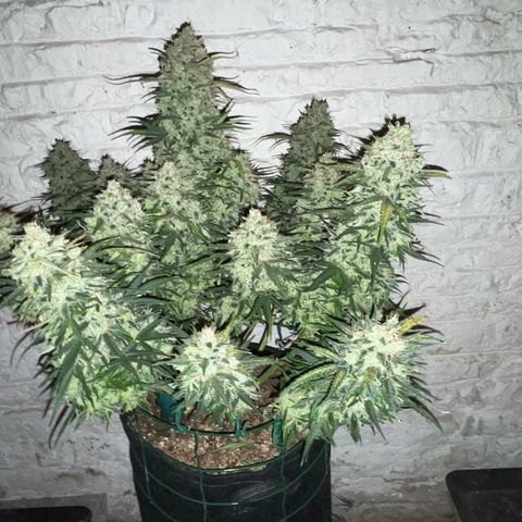 Mimosa Cake 🍰 4 - #1 - 42 Fast Buds growlog timeline photo