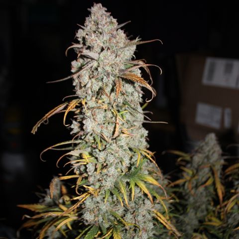 Mimosa Cake 🍰 3 - #1 - 42 Fast Buds growlog timeline photo