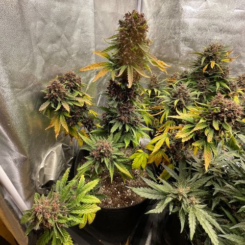 Purple Punch 🥊 2 - #1 - 42 Fast Buds growlog timeline photo