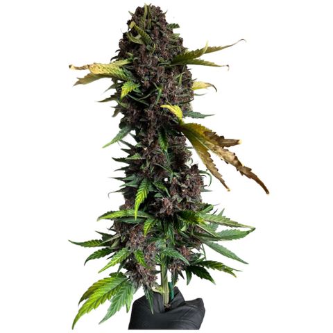 Purple Punch 🥊 2 - #1 - 42 Fast Buds growlog timeline photo