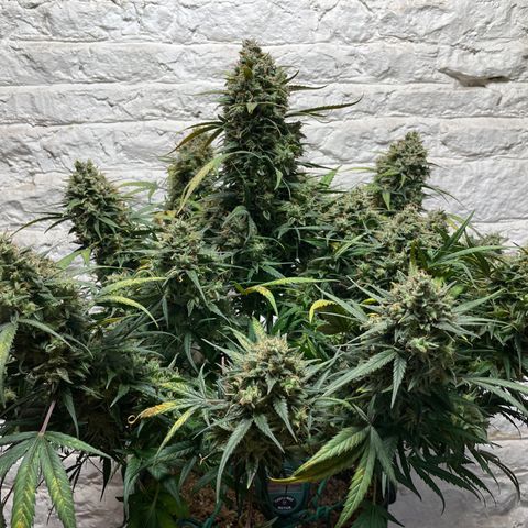 Mimosa Cake 🍰 4 - #1 - 42 Fast Buds growlog timeline photo