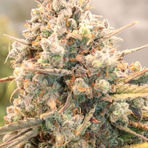 Mimosa Cake 🍰 3 - #1 - 42 Fast Buds growlog timeline photo