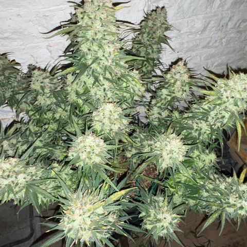 Mimosa Cake 🍰 4 - #1 - 42 Fast Buds growlog timeline photo