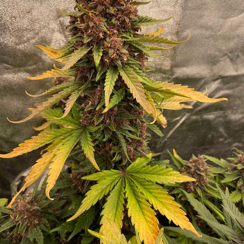 Purple Punch 🥊 2 - #1 - 42 Fast Buds growlog timeline photo