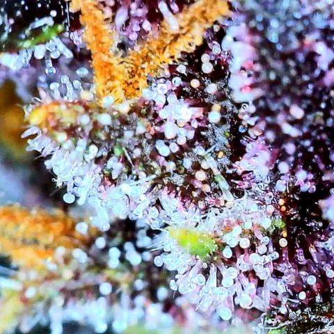Purple Punch 🥊 2 - #1 - 42 Fast Buds growlog timeline photo