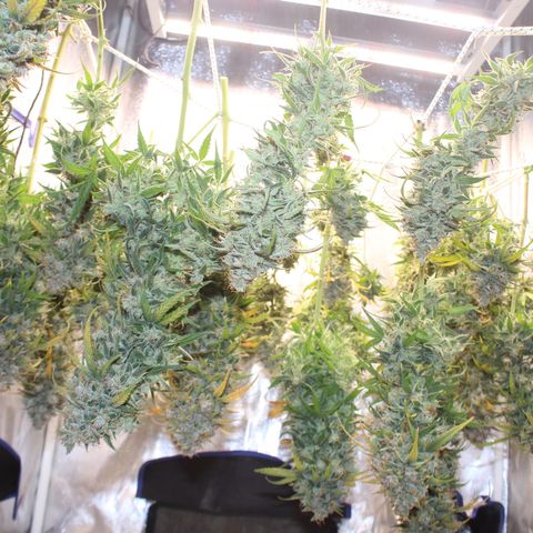 Mimosa Cake 🍰 4 - #1 - 42 Fast Buds growlog timeline photo