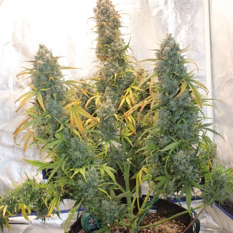 Mimosa Cake 🍰 3 - #1 - 42 Fast Buds growlog timeline photo