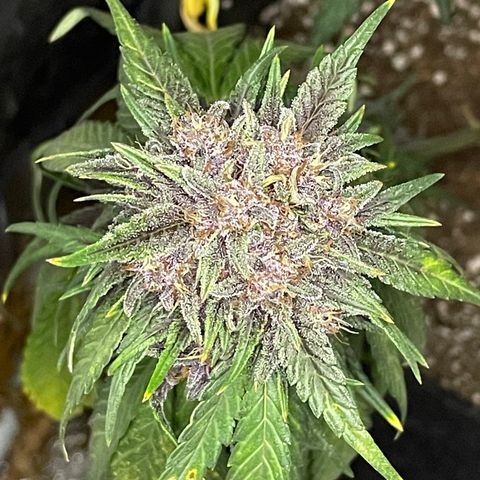 Purple Punch 🥊 1 - #1 - 42 Fast Buds growlog timeline photo