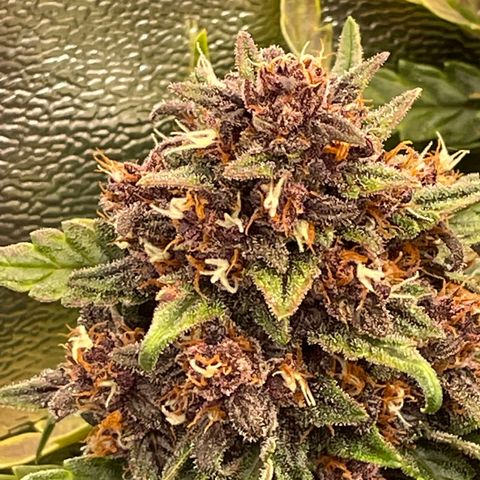 Purple Punch 🥊 2 - #1 - 42 Fast Buds growlog timeline photo
