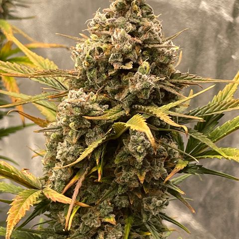 Mimosa Cake 🍰 3 - #1 - 42 Fast Buds growlog timeline photo
