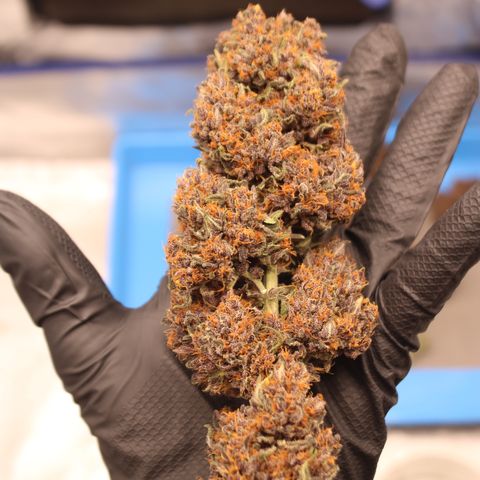 Purple Punch 🥊 2 - #1 - 42 Fast Buds growlog timeline photo