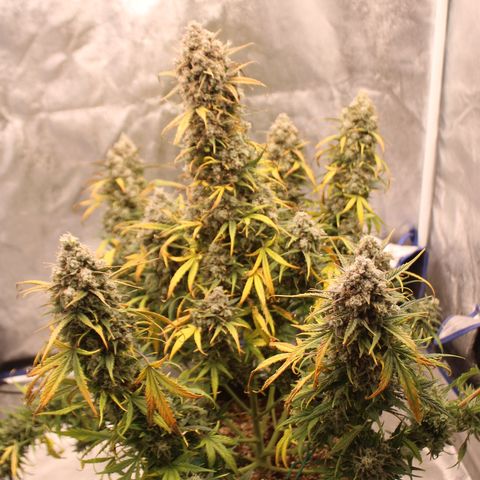 Mimosa Cake 🍰 3 - #1 - 42 Fast Buds growlog timeline photo