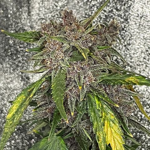 Purple Punch 🥊 1 - #1 - 42 Fast Buds growlog timeline photo