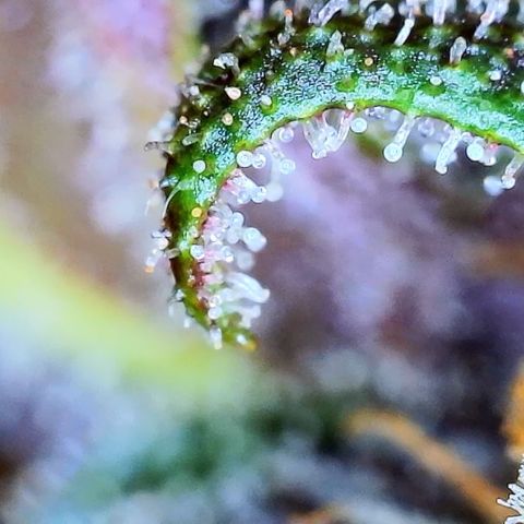 Purple Punch 🥊 2 - #1 - 42 Fast Buds growlog timeline photo