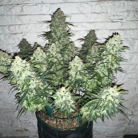 Mimosa Cake 🍰 4 - #1 - 42 Fast Buds growlog timeline photo