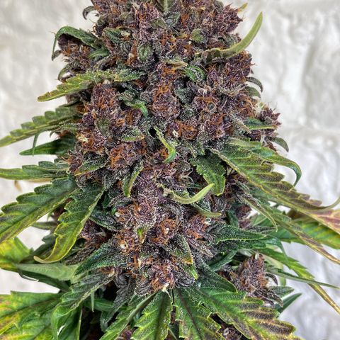 Purple Punch 🥊 2 - #1 - 42 Fast Buds growlog timeline photo