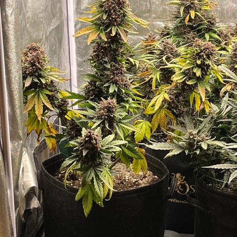 Purple Punch 🥊 2 - #1 - 42 Fast Buds growlog timeline photo