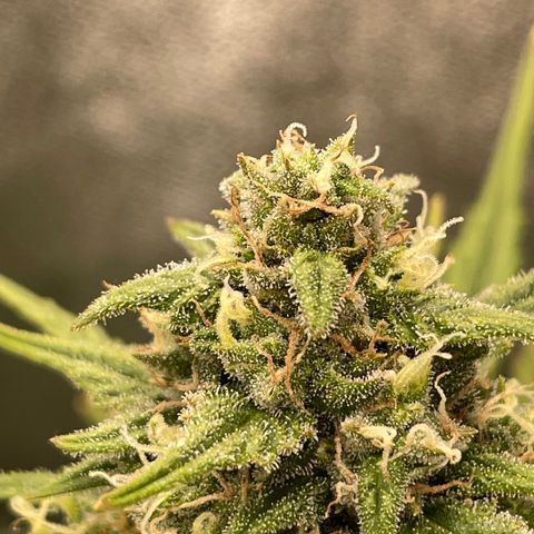 Mimosa Cake 🍰 4 - #1 - 42 Fast Buds growlog timeline photo