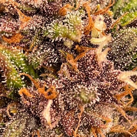 Purple Punch 🥊 2 - #1 - 42 Fast Buds growlog timeline photo