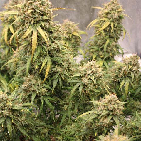 Mimosa Cake 🍰 4 - #1 - 42 Fast Buds growlog timeline photo